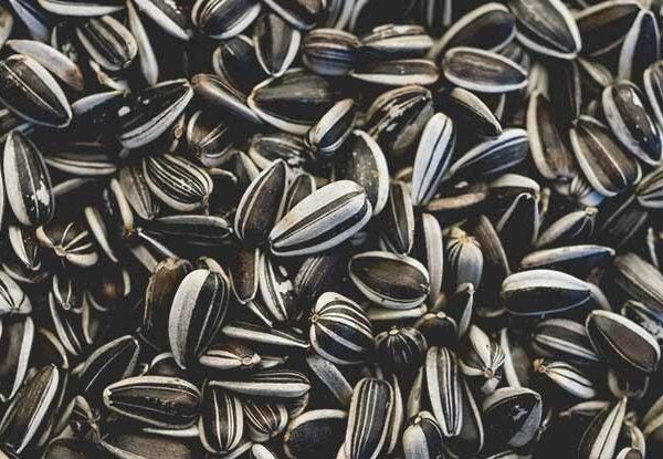 sunflower seeds